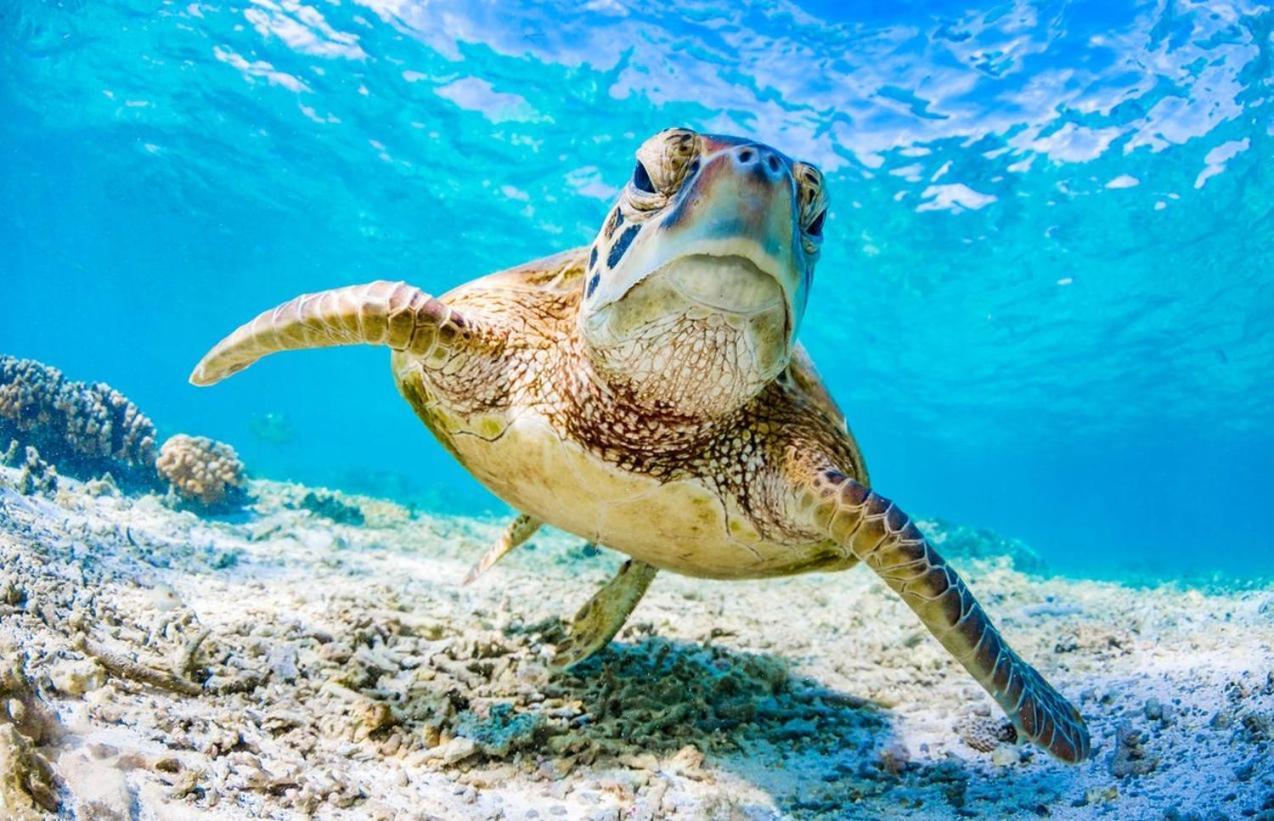 Seaturtle Lägenhet Clifton Beach Exteriör bild